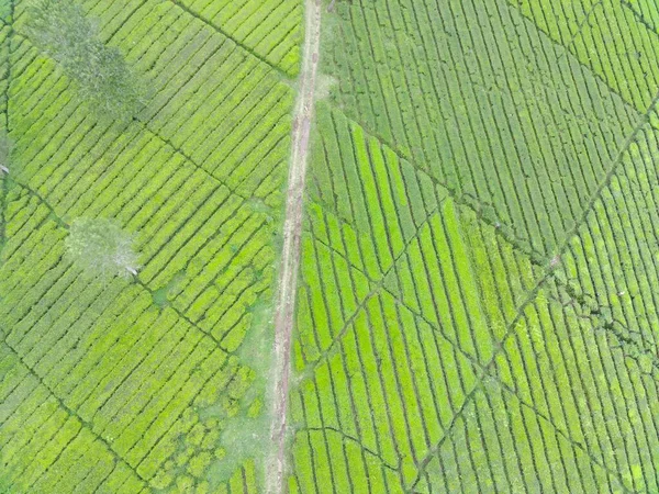 Aerial View Beautifully Patterned Tea Fields Natural Landscape Photo Concept — Foto de Stock