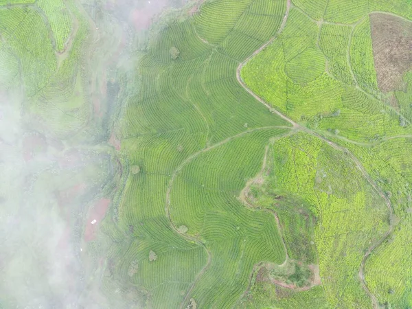 Aerial View Tea Fields Foggy Morning Natural Landscape Photo Concept — Stock Photo, Image