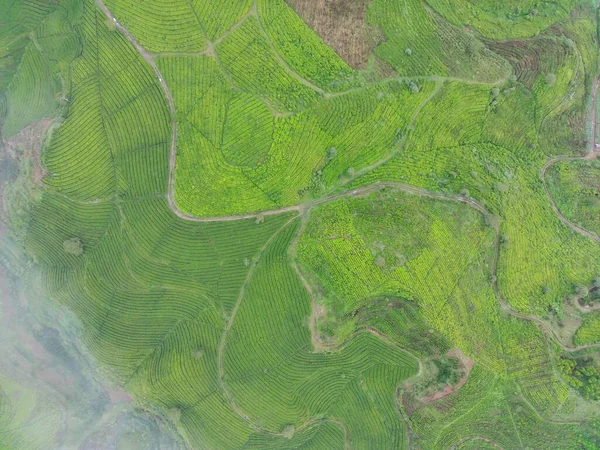 Aerial View Tea Fields Foggy Morning Natural Landscape Photo Concept — Stok fotoğraf