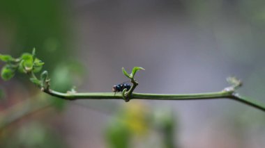 close-up of a fly perched on a plant stem. concept photo of flora and fauna.