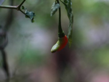 a close up of chillies still on the tree. Concept photo of fruit and food ingredients.