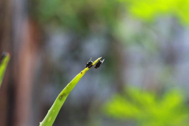 close-up of a fly perched on a plant stem. concept photo of flora and fauna.