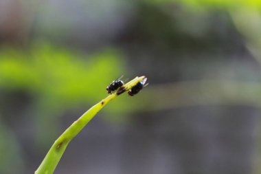 close-up of a fly perched on a plant stem. concept photo of flora and fauna.