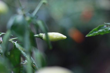 a close up of chillies still on the tree. Concept photo of fruit and food ingredients.