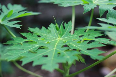 close up detail of papaya tree leaf having beautiful pattern. fruit plant photo concept.