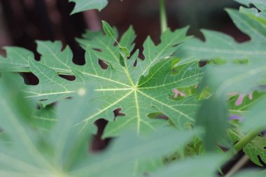 close up detail of papaya tree leaf having beautiful pattern. fruit plant photo concept.