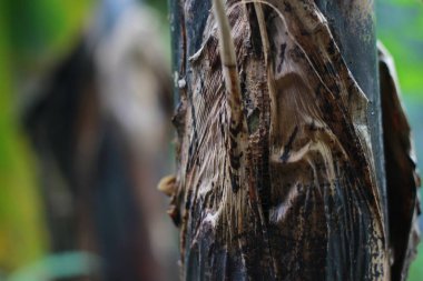 close up detail of banana tree trunk. fruit plant photo concept.