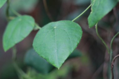 a close up of the green grass jelly plant or has the scientific name Cyclea Barbata. flora photo concept.