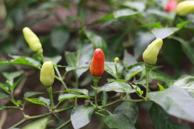 a close up of chillies still on the tree. Concept photo of fruit and food ingredients.