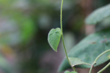 a close up of the green grass jelly plant or has the scientific name Cyclea Barbata. flora photo concept.