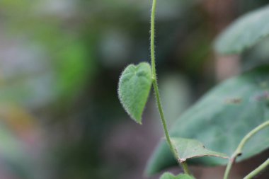 a close up of the green grass jelly plant or has the scientific name Cyclea Barbata. flora photo concept.