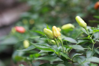 a close up of chillies still on the tree. Concept photo of fruit and food ingredients.