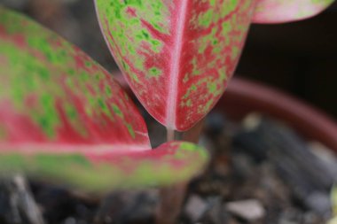 a close up of the Aglaonema Siam Aurora plant which has a beautiful red pattern on its leaves. floral photo concept.