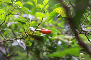 a close up of chillies still on the tree. Concept photo of fruit and food ingredients.