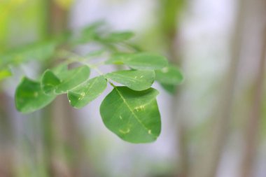 a close up of the Moringa tree plant. natural photo concept.