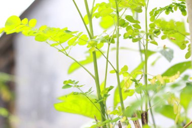 a close up of the Moringa tree plant. natural photo concept.