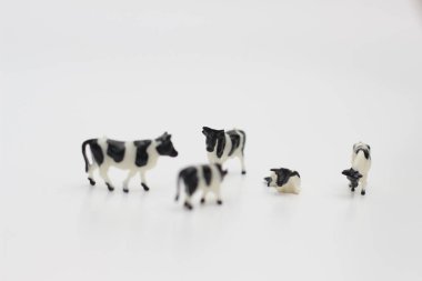 a close up of miniature figures of a herd of cows isolated on white background. Miniature figure photo concept.