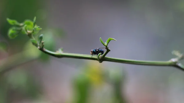 植物の茎に付着したハエのクローズアップ 植物や動物の概念写真 — ストック写真