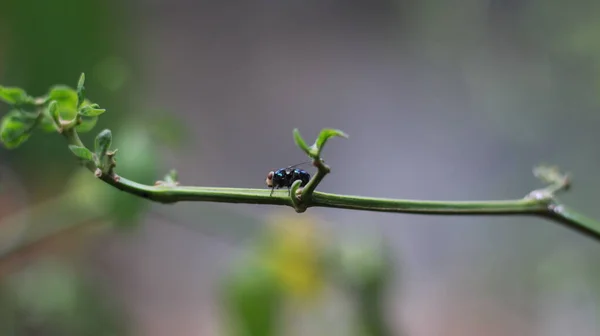close-up of a fly perched on a plant stem. concept photo of flora and fauna.