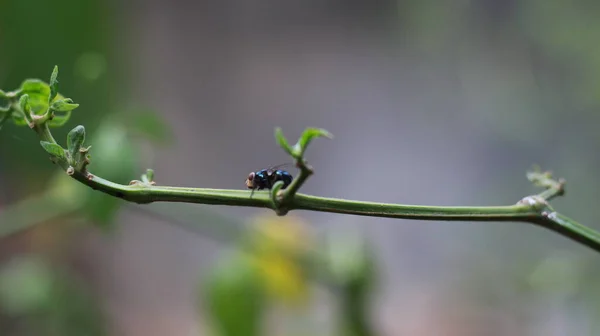 栖息在植物茎上的苍蝇的特写 植物及动物概念照片 — 图库照片