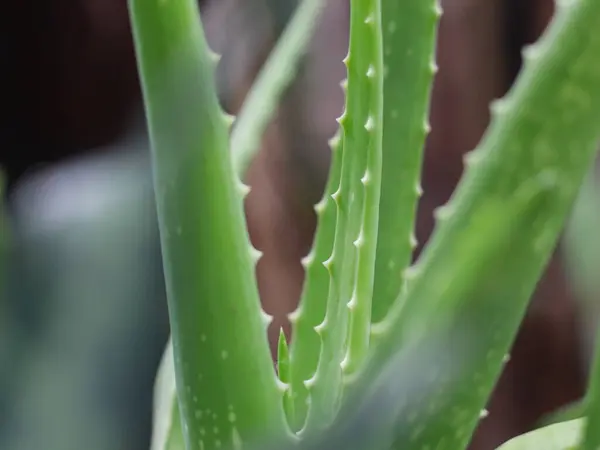 Menutup Dari Tanaman Buaya Aloe Dengan Latar Belakang Kabur Konsep — Stok Foto