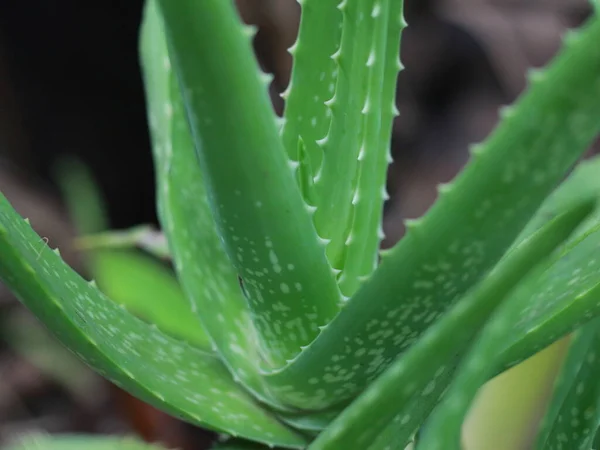 Menutup Dari Tanaman Buaya Aloe Dengan Latar Belakang Kabur Konsep — Stok Foto