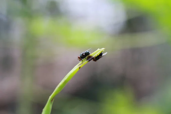 close-up of a fly perched on a plant stem. concept photo of flora and fauna.