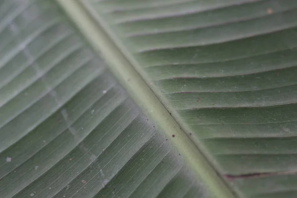 Close Detail Banana Tree Leaves Fruit Plant Photo Concept — Photo