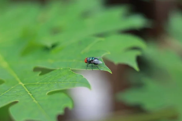 Close Fly Perched Papaya Tree Leaf Concept Photo Flora Fauna — Stok fotoğraf