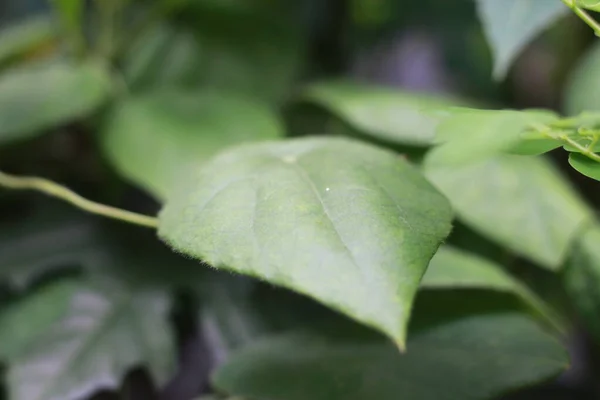 Primer Plano Planta Gelatina Hierba Verde Tiene Nombre Científico Cyclea —  Fotos de Stock