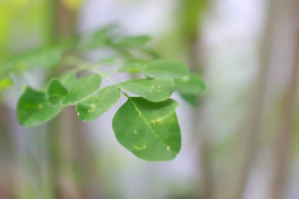 Close Moringa Tree Plant Natural Photo Concept — стокове фото