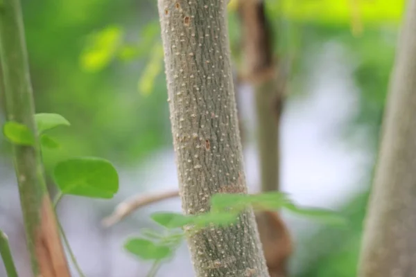 Dekat Dari Tanaman Pohon Moringa Konsep Foto Alami — Stok Foto