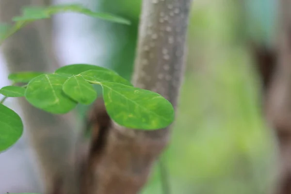 Dekat Dari Tanaman Pohon Moringa Konsep Foto Alami — Stok Foto