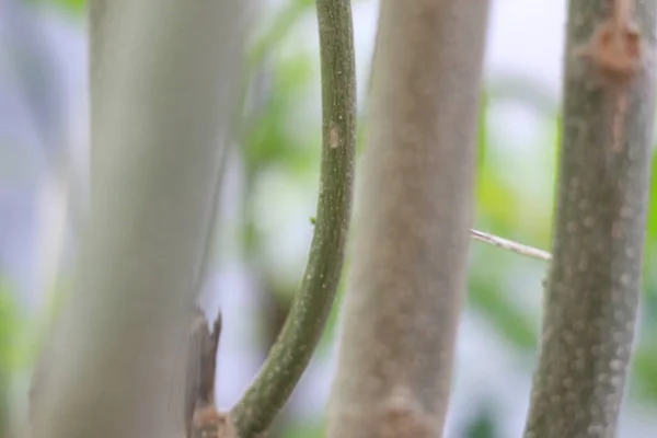 Close Moringa Tree Plant Natural Photo Concept — Stok fotoğraf