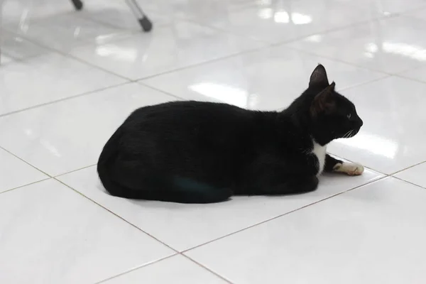 Vücudunun Bazı Kısımlarında Biraz Beyaz Olan Siyah Kedi Yüz Ifadesi — Stok fotoğraf