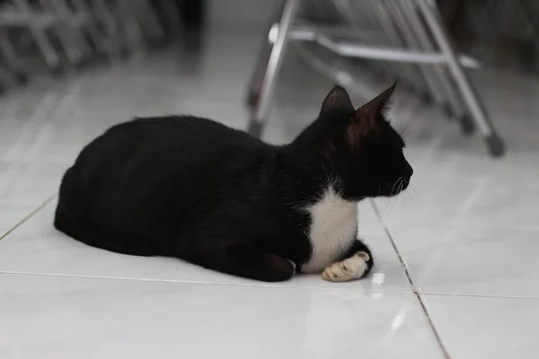 Photo Black Cat Expression Bit White Some Parts Its Body — Stockfoto
