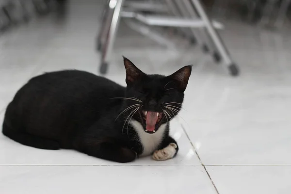 Photo Black Cat Expression Bit White Some Parts Its Body — Photo