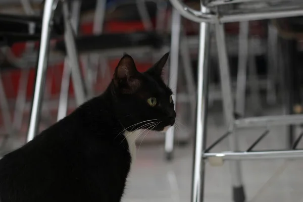 照片上的黑猫在身体的某些部位有一点白 — 图库照片