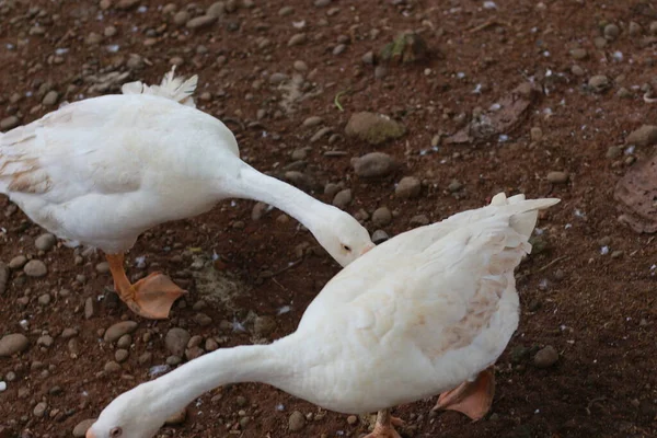 Photo White Goose Cage Animal Photo Concept — 图库照片