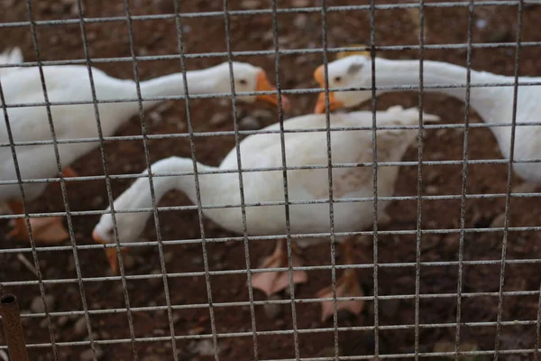 照片上一只白鹅在笼子里 动物摄影概念 — 图库照片