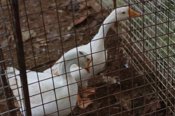 Photo White Goose Cage Animal Photo Concept — Stockfoto