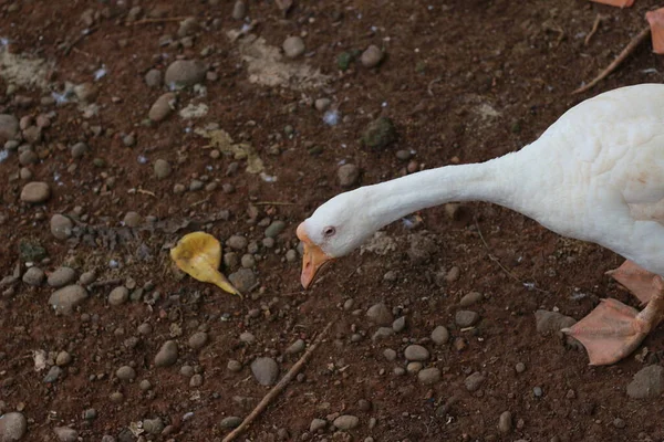 Photo White Goose Cage Animal Photo Concept — Stock Photo, Image