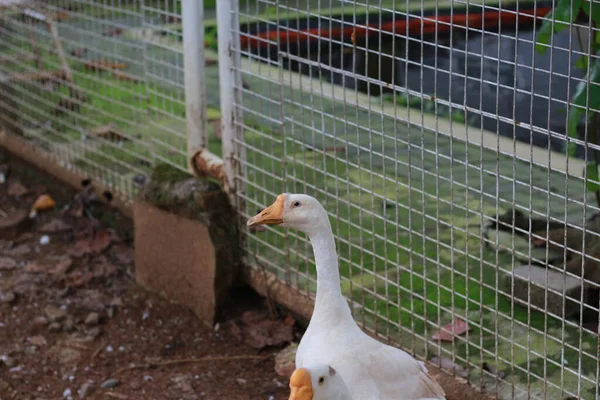 Photo White Goose Cage Animal Photo Concept — Stockfoto