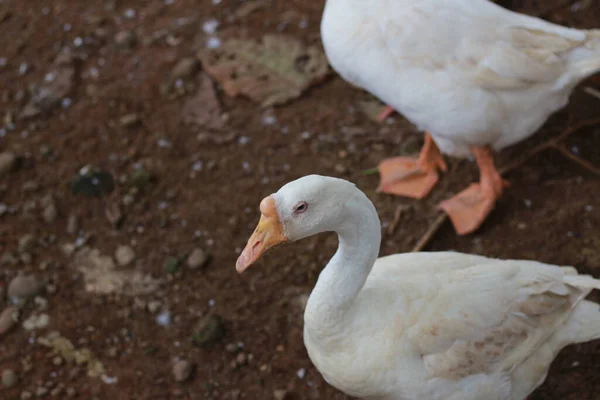 Photo White Goose Cage Animal Photo Concept — Fotografia de Stock