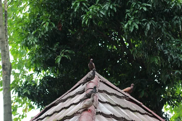 Photo Several Pigeons Perched Roof Background Trees Animal Photo Concept — Stok Foto