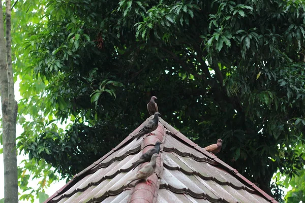 Photo Several Pigeons Perched Roof Background Trees Animal Photo Concept — Stok Foto