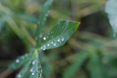 a close up of water droplets on cassava leaves after being exposed to rain. natural photo concept.