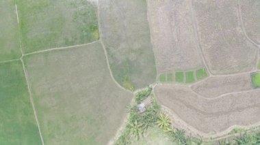 aerial view of various rice fields pattern side by side with local residents houses.