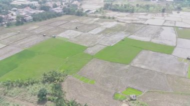 aerial view of various rice fields pattern side by side with local residents houses.
