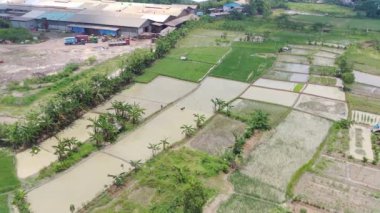 Sanayi bölgesindeki pirinç tarlalarının 4K görüntüsü. Doğal çekim kavramı.